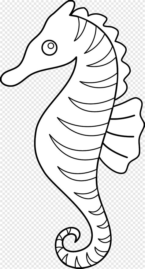 seahorse  art sea horse outline monochrome vertebrate png pngegg