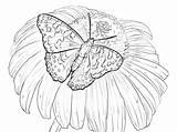 Butterfly Coloring Pages Flower Flowers Lady Painted Printable Realistic Drawing Hibiscus Sits Hard Adult Color Adults Large Book sketch template