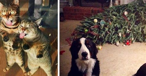 fotografii cu caini  pisici care nu respecta  niciun fel