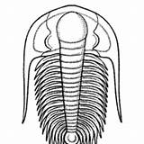 Fossil Coloring Trilobite Surfnetkids Pages Designlooter 94kb 200px sketch template