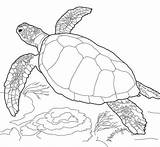 Turtle Turtles Loggerhead Supercoloring sketch template