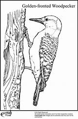 Woodpecker Coloring Pages Golden Fronted sketch template