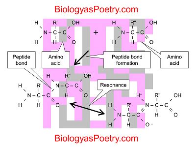 peptide bond biology  poetry
