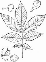 Hickory Carya Leaflets Raf Genus Nutt sketch template