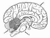 Brain Coloring Anatomy Color Identify Responsible Part Hypothalamus sketch template