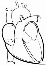 Dibujo Corazones Failure Congestive Corazón Cuore Umano Openclipart Organ Srdce Anatomical Weight Similars Anatomy sketch template