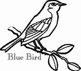 Bird Coloring Blue Pages Girls Bluebird Drawing Branch Printable Getdrawings Print sketch template