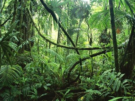 curiosidades fascinantes sobre  amazonia mega curioso
