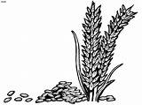 Wheat Rice Coloring Clipart Grains Colouring Plant Pages Drawing Outline Vector Cliparts Grass Grain Clip Designs Corner Library Clipground Book sketch template