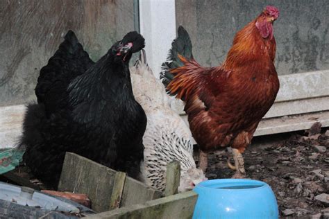 chickens alert  danger  kestrel tamsin cooper flickr