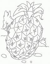 Coloring Pineapple Popular Printable Pages sketch template