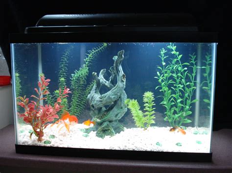 guide  finding    gallon fish tank