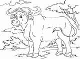 Buffalo African Coloring Pages sketch template