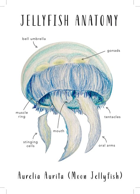 jellyfish anatomy homeschool printables homeschool etsy