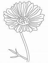 Cosmos Flower Coloring Ornamental Drawing Pages Getdrawings sketch template