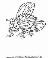 Fliege Ausmalbild Insekten Ausdrucken Ausmalen Malvorlagen sketch template