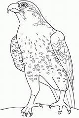 Falcon sketch template