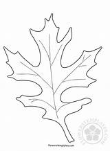 Oak Leaf Shape Coloring sketch template