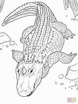 Alligator Coloring Pages Printable Template Crocodile Peterainsworth sketch template
