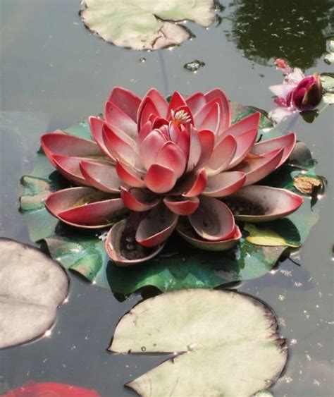 the lotus flower is a significant symbol in buddhism this picture was taken at a buddhist