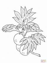 Breadfruit Coloring Pages Drawing Branch Fruits Printable Grapefruit Drawings Lei Kids Maile Supercoloring Bleach Online Super Choose Board Getdrawings Categories sketch template