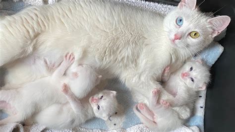 rescuing  mom cat   kittens cat world news