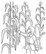 Harvest Coloring Pages Corn Kids Comments sketch template
