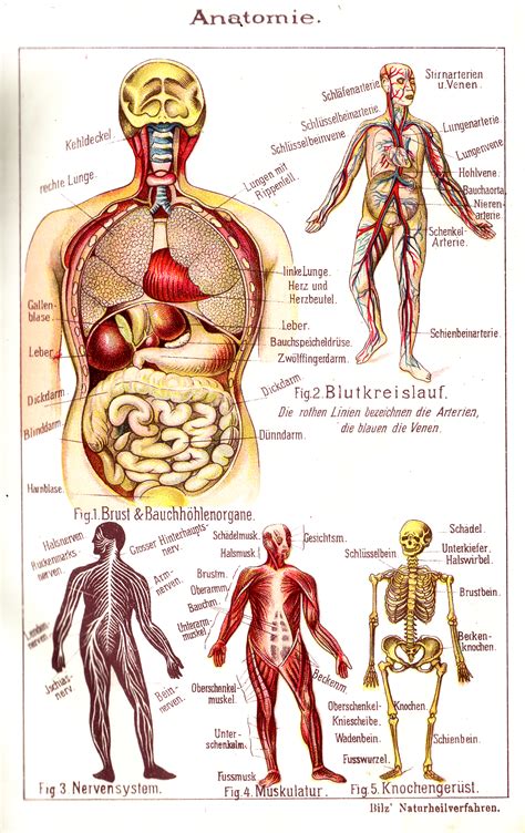 body anatomy anatomy art human anatomy antique prints vintage prints vintage items sun