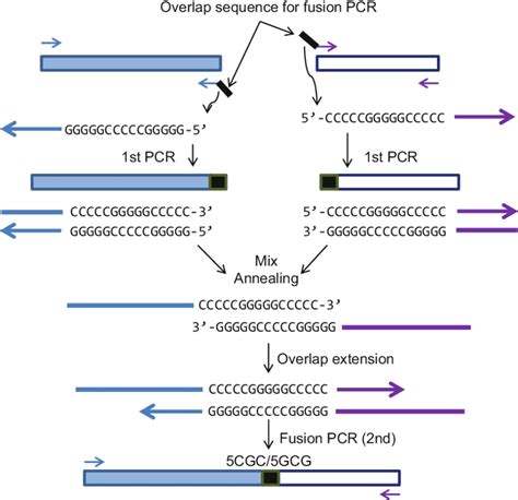 schematic representation of overlap extension pcr two dna fragments