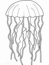 Jellyfish Coloring Pages Color Fish Drawing Animals Simple Kids Realistic Printable Line Print Animalstown Animal Colouring Getdrawings Sea Drawings Gif sketch template