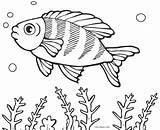 Fische Ausdrucken Fisch Malvorlage Cool2bkids Ausmalen Ausmalbild Schuppen sketch template