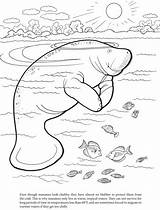 Manatee Coloring Pages Dugong Manati Para Animal Kids Printable Another Book Color Manatees Drawing Dover Publications Outdoors Designlooter Worksheets Getcolorings sketch template