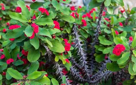 grow crown  thorns indoors outdoors  proven tips