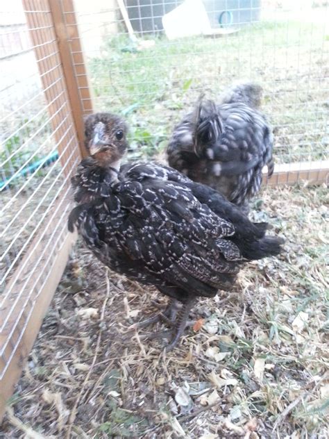 Guess The Sex And Breed Please Backyard Chickens Learn How To
