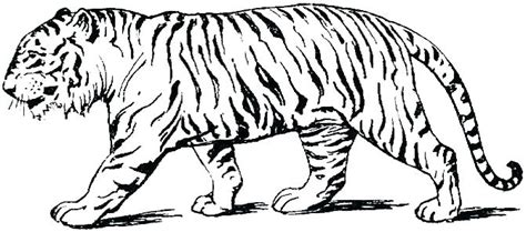 printable tiger coloring pages  getcoloringscom
