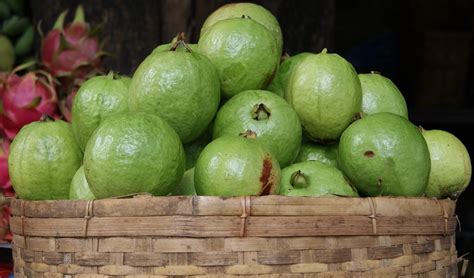 amazing benefits  guava popular types  guava fruit