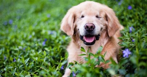 Smiley The Blind Golden Retriever Helps People With