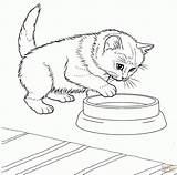 Katzen Verwandt Kinderbilder sketch template
