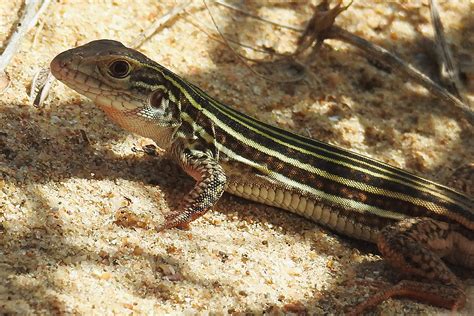 whiptails encyclopedia  life