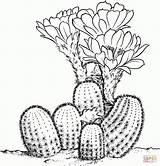 Cactus Pear Drawing Prickly Coloring Getdrawings Pages sketch template