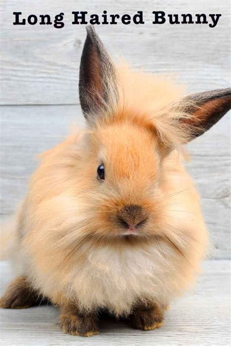 Long Haired Bunny 14 Fluffy Breeds To Fall In Love With