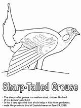 Coloring Sharp Grouse Tailed Saskatchewan Pages Printable Birds Canadian Bird Colouring Flag Map Kidzone Canada Gif Ws Print Choose Board sketch template