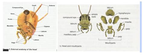 Lab 15 Continued Arthropods Grasshopper Part 4 Of 5 Kathy