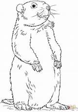 Printable Groundhog Groundhogs sketch template
