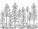 Bluebonnet Coloring Texas Bluebonnets Drawing Blue Bonnet Template Sheet Pages Drawings Outlines Description Getdrawings Paintingvalley Details sketch template