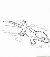 Lizard Coloring Pages Gecko Crested Reptile Color Aboriginal Line Printable Lizards Online Library Clipart Popular Coloringhome Template sketch template