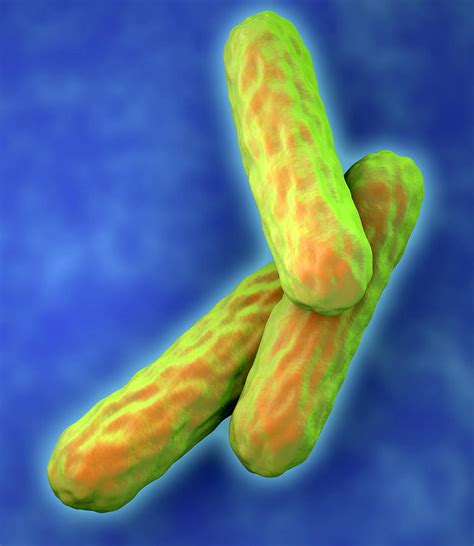 tuberculosis bacteria photograph  roger harris