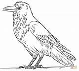 Raven Coloring Drawing Draw Pages Common Bird Step Kids Simple Printable Tutorials Crows Supercoloring Easy Crow Drawings Designlooter Line источник sketch template