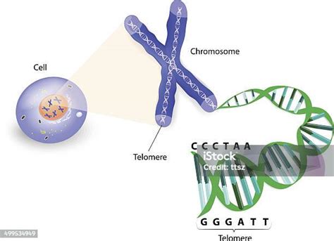 Ilustración De Célula Humana Cromosoma Y Del Telómero Y Más Vectores