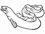 Eel Clipart Drawing Cartoon Cliparts Outline Clip Coloring Pages Inchworm Library Clipartmag Island Favorites Add sketch template